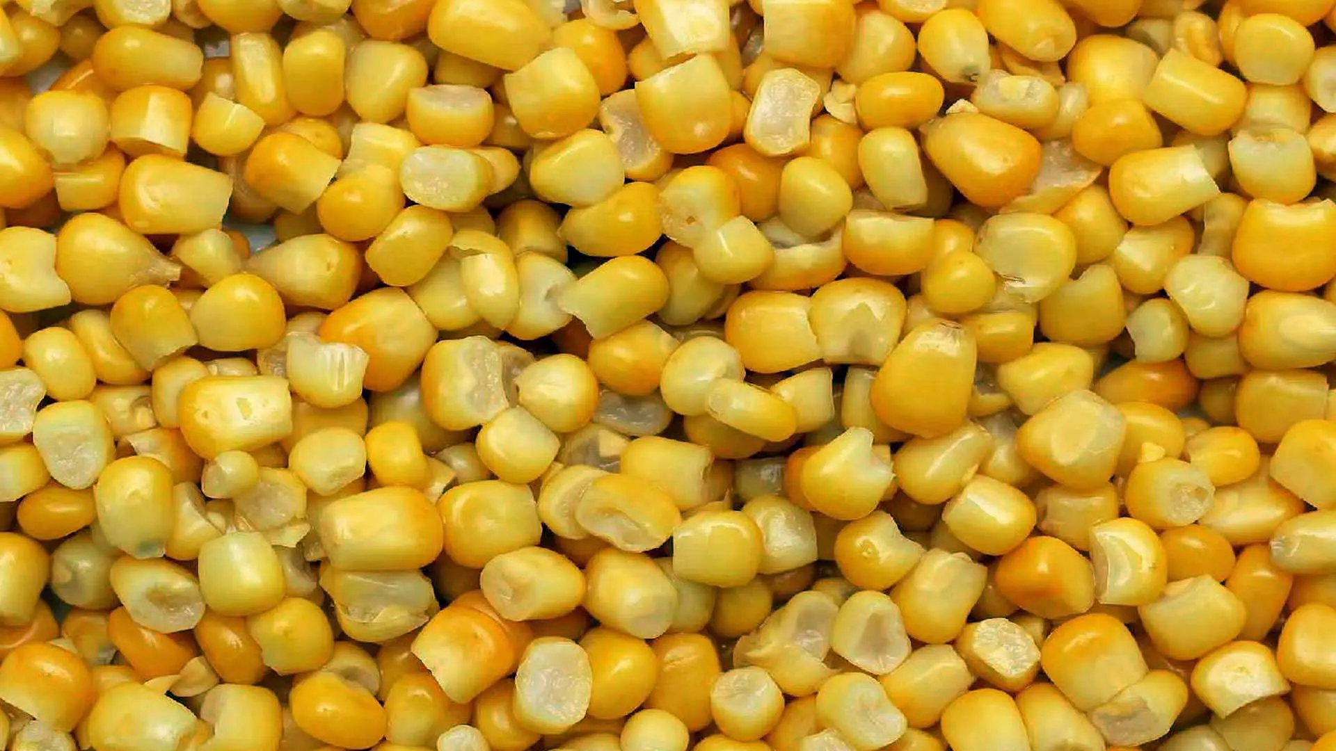 Mısır